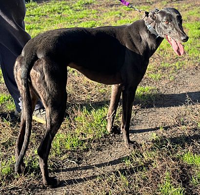 Seattle, WA - Greyhound. Meet Angela a Pet for Adoption - AdoptaPet.com