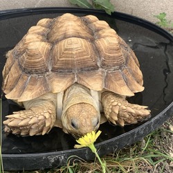 Thumbnail photo of Jelly, sulcata Pflugerville #3