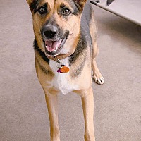adopt a pet
