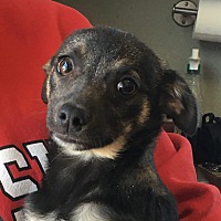 adopt a pet