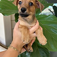 adopt a pet