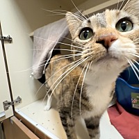 adopt a pet