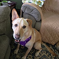 adopt a pet
