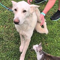adopt a pet