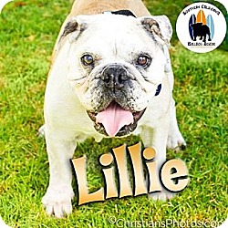 Thumbnail photo of Lillie #2