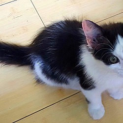 Thumbnail photo of Cute as a Kitten!! #1