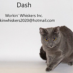 Thumbnail photo of DASH #1