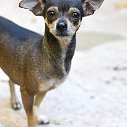 Thumbnail photo of Emma (Chi Family) bonded with Chata, must be adopted together #4