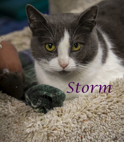 Thumbnail photo of Storm (C24-057) #3