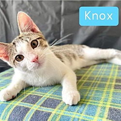 Thumbnail photo of Knox #3