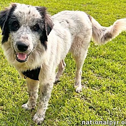 Thumbnail photo of Seth in NC - Very Playful & Affectionate! #3