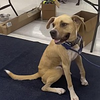adopt a pet