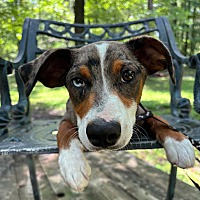 adopt a pet