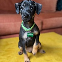 adopt a pet