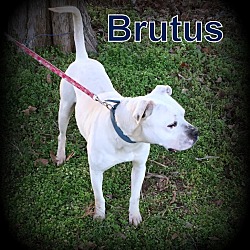 Thumbnail photo of Brutus #3