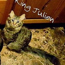 Thumbnail photo of King Julien #2