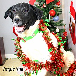Thumbnail photo of Jingle Jim~adopted! #2