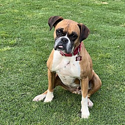 Photo of Roxy Peanut