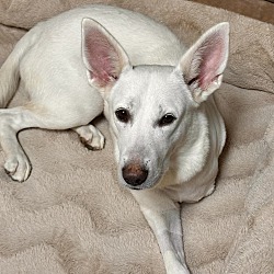 Photo of Pearl
