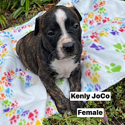Photo of Kenly Society-JoCo pup