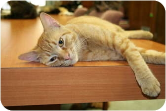 orange american bobtail cat