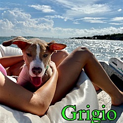 Thumbnail photo of Grigio #2