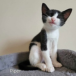 Thumbnail photo of Piper #4