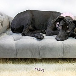 Thumbnail photo of Tilly #3