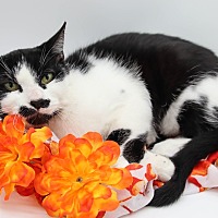 adopt a pet