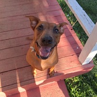 adopt a pet