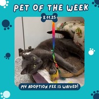 adopt a pet