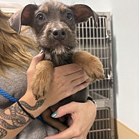 adopt a pet