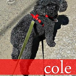 Thumbnail photo of Cole #2