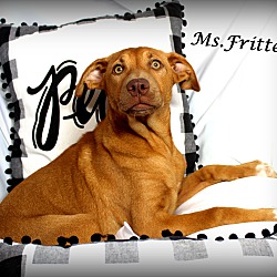 Thumbnail photo of Ms.Fritter~adopted! #2