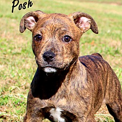 Thumbnail photo of Posh~adopted! #1