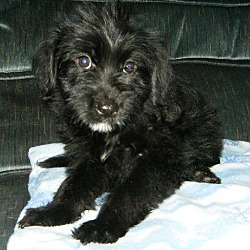 Photo of labradoodle 2