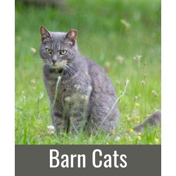 Photo of BARN CATS