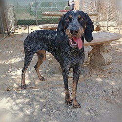 Photo of Belle & her blue ball in mouth!