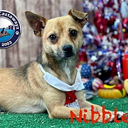 Thumbnail photo of Nibbles #2