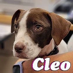 Thumbnail photo of Cleo #1