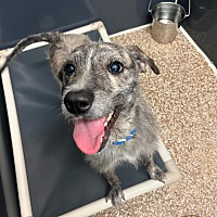 adopt a pet