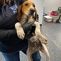 adopt a pet