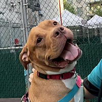 adopt a pet