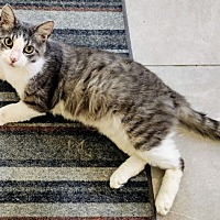 adopt a pet