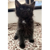 adopt-pet