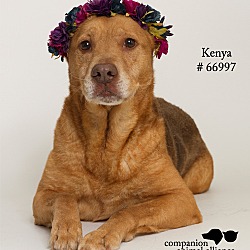 Thumbnail photo of Kenya  (Foster) #4