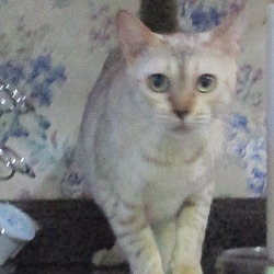 Thumbnail photo of Smootchie (spotted snow Bengal #1