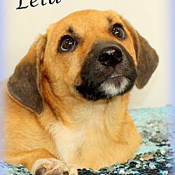 Thumbnail photo of Leta~adopted! #2