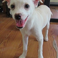 Thumbnail photo of Marshmallow- adopted 9-18-21! #3
