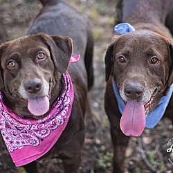 Photo of Buck and Dolly (Bonded Pair)